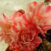 Gymnocalycium_ mihanovichii _variegata _cv.'Nishiki' 05
